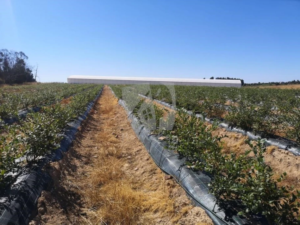 Negócio para Venda em Ladoeiro Foto 22