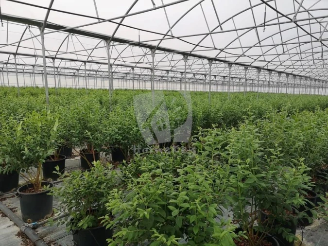 Negócio para Venda em Ladoeiro Foto 24