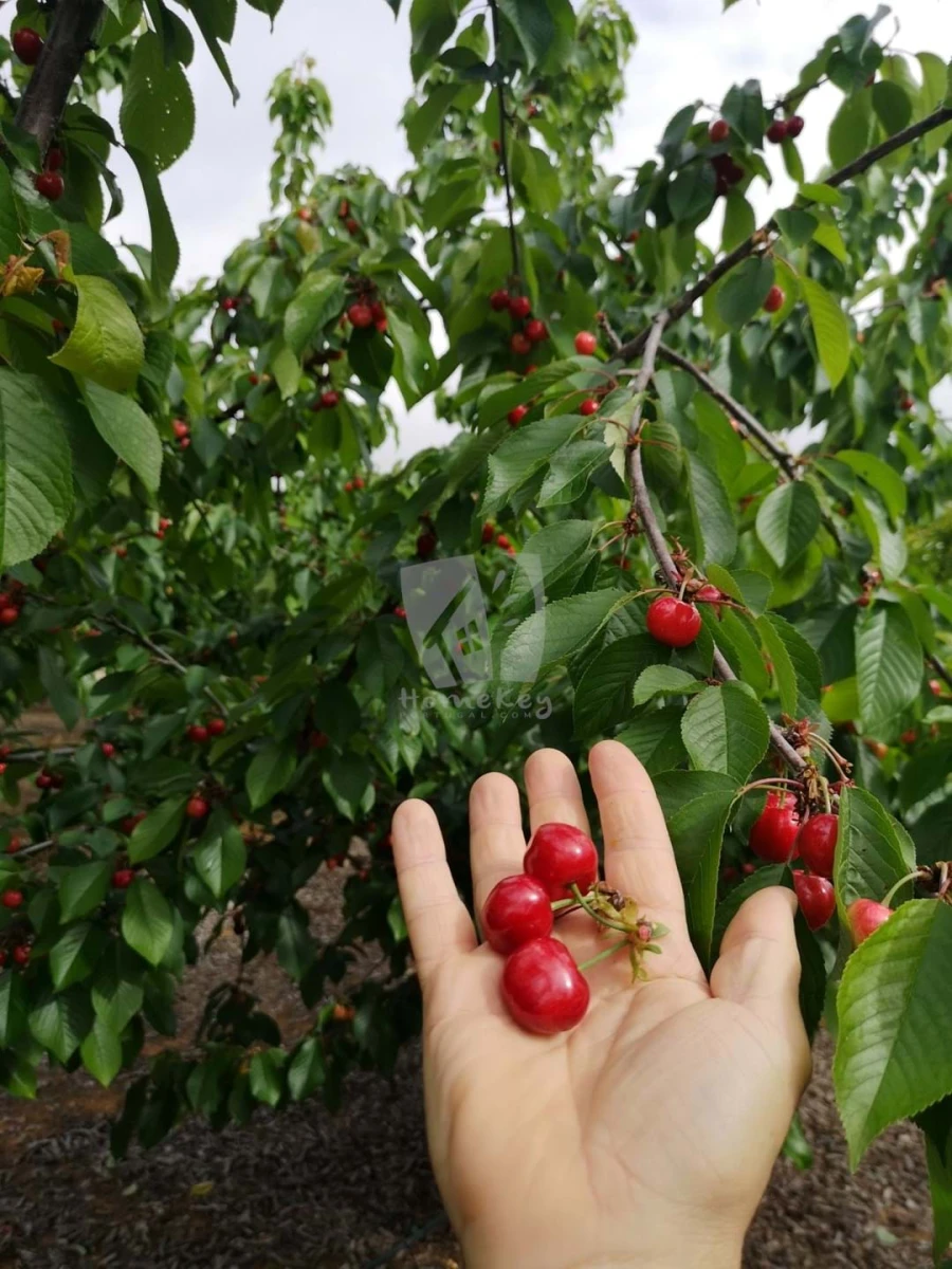 Negócio para Venda em Ladoeiro Foto 5
