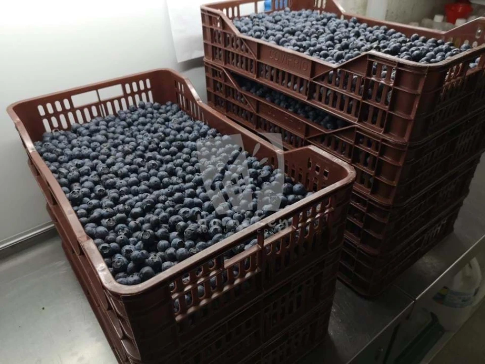 Negócio para Venda em Ladoeiro Foto 27