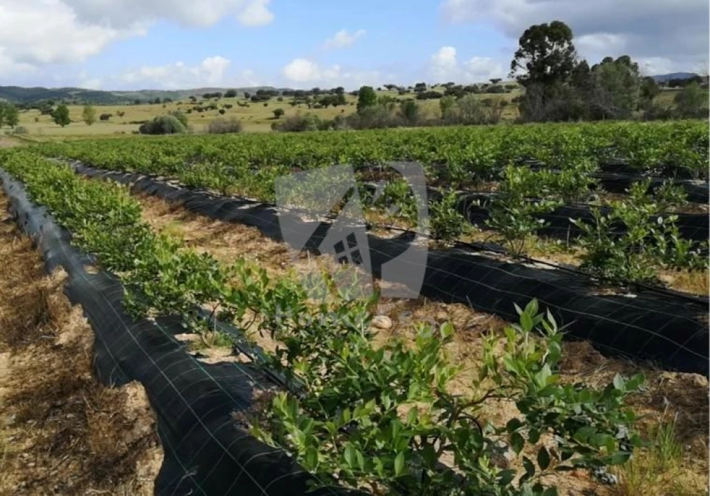Negócio para Venda em Ladoeiro Foto 25