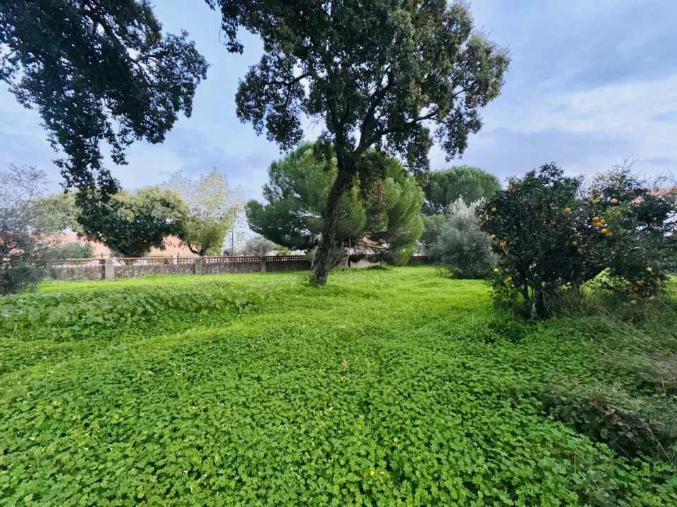 Quinta para Venda em São Miguel do Rio Torto e Rossio Ao Sul do Tejo Foto 23
