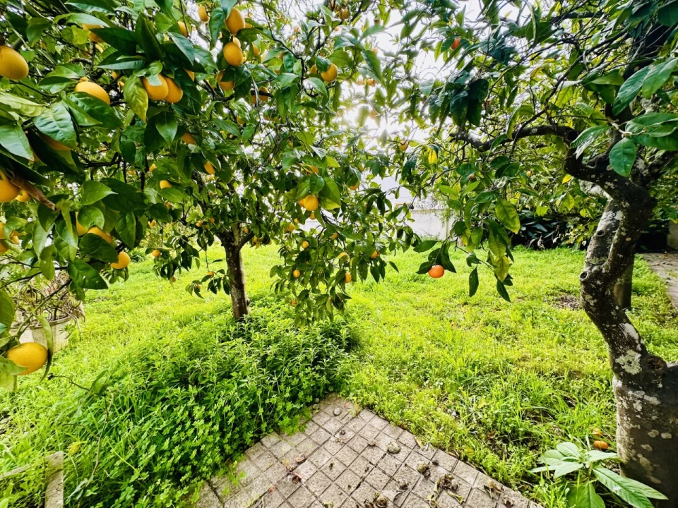 Quinta para Venda em São Miguel do Rio Torto e Rossio Ao Sul do Tejo Foto 38