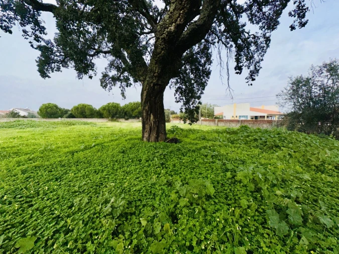 Quinta para Venda em São Miguel do Rio Torto e Rossio Ao Sul do Tejo Foto 21