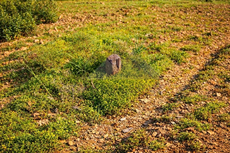 Terreno Agricola ou Rústico para Venda em Castro Marim Foto 2