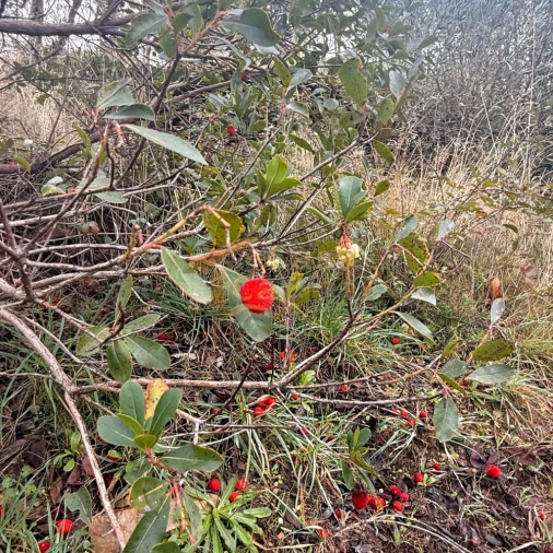 Moradia T2 para Venda em Louredo e Fornelos Foto 10