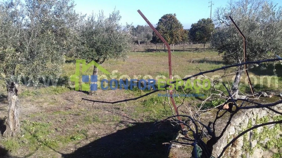 Quinta T0 para Venda em Castelo Branco Foto 5