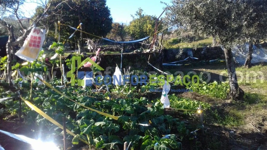Quinta T0 para Venda em Castelo Branco Foto 3