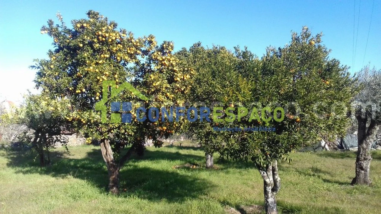 Quinta T0 para Venda em Castelo Branco Foto 10