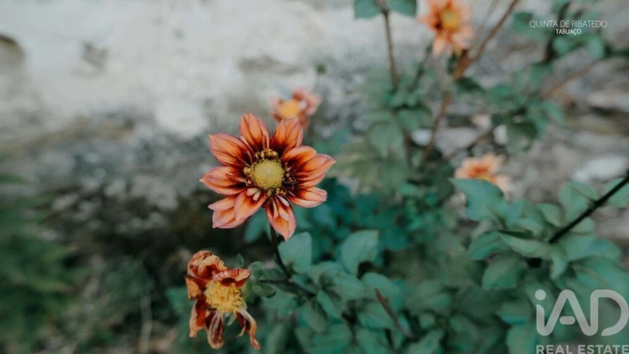 Quinta T4 para Venda em Longa Foto 31