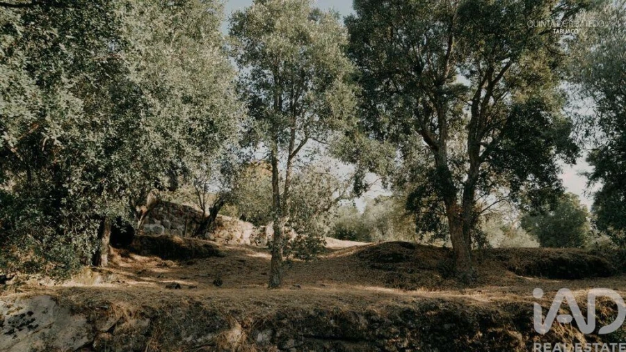 Quinta T4 para Venda em Longa Foto 23