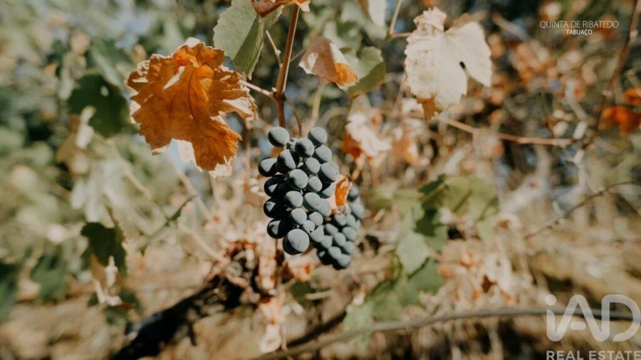Quinta T4 para Venda em Longa Foto 28