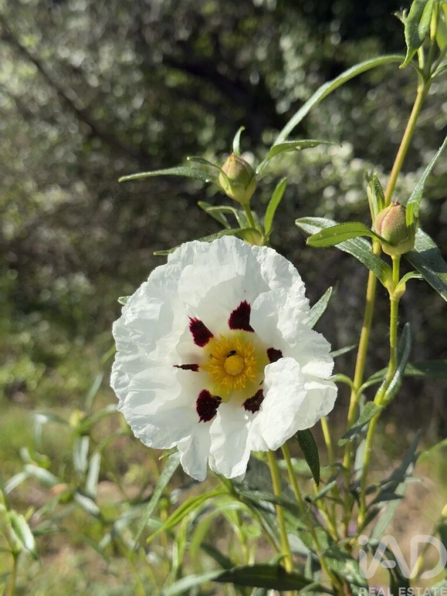Quinta T4 para Venda em Longa Foto 39