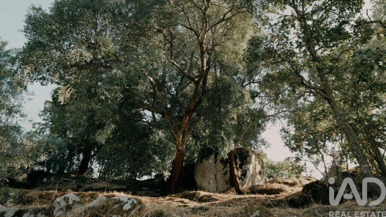 Quinta T4 para Venda em Longa Foto 22