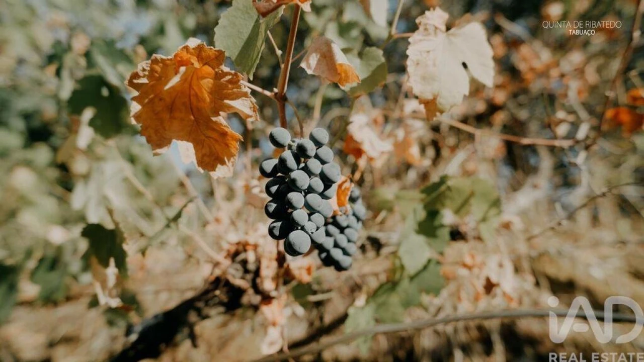 Quinta T4 para Venda em Longa Foto 28