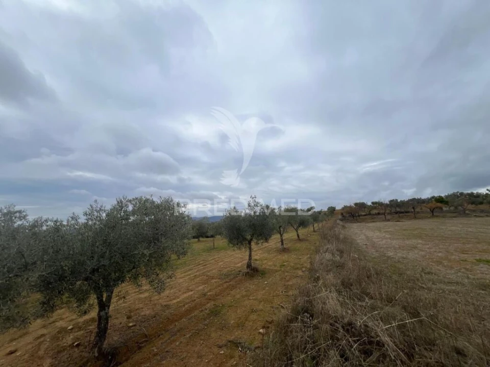 Terreno para Venda em Morais Foto 7