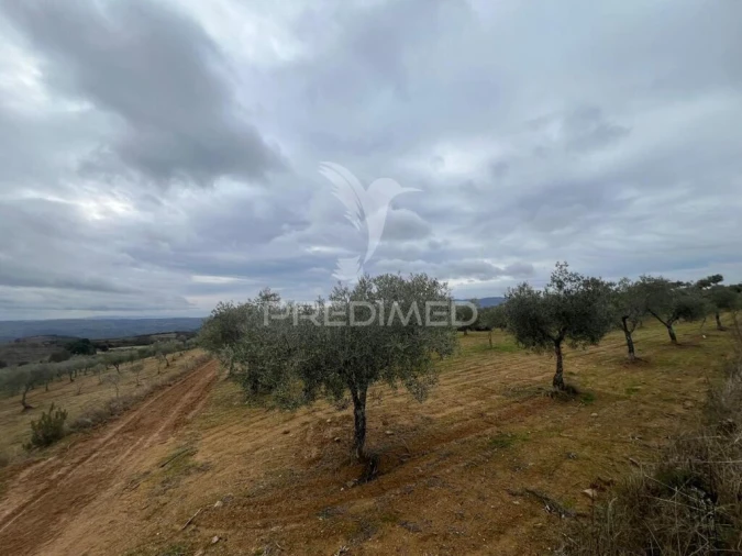 Terreno para Venda em Morais Foto 11