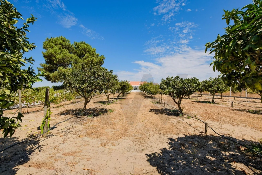 Quinta T4 para Venda em Montijo e Afonsoeiro Foto 36