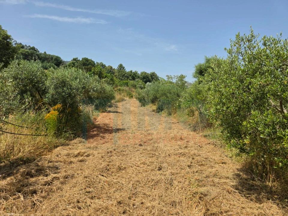 Terreno Misto para Venda em Vale Formoso e Aldeia do Souto Foto 42