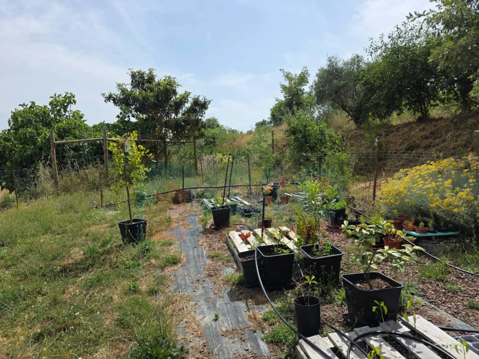 Terreno Misto para Venda em Vale Formoso e Aldeia do Souto Foto 57