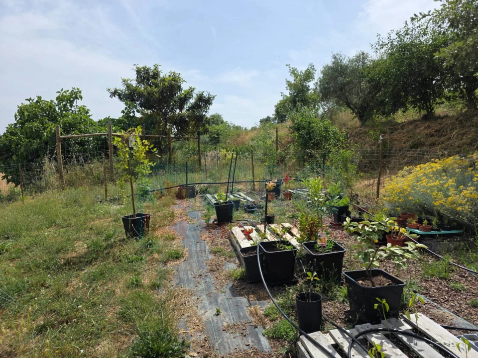 Terreno Misto para Venda em Vale Formoso e Aldeia do Souto Foto 60