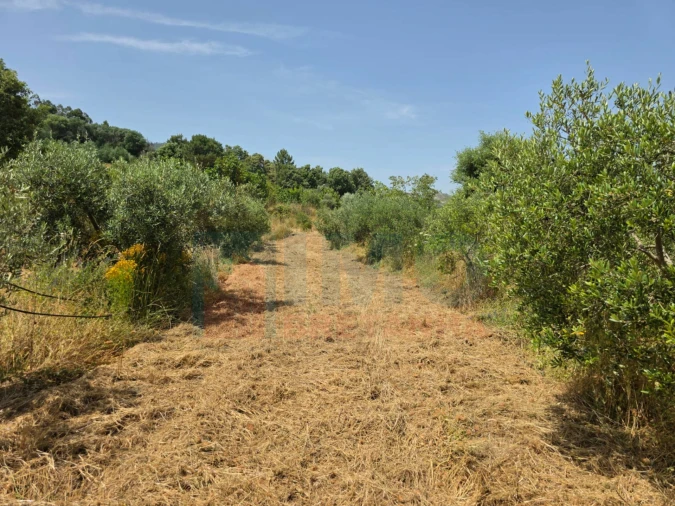 Terreno Misto para Venda em Vale Formoso e Aldeia do Souto Foto 42