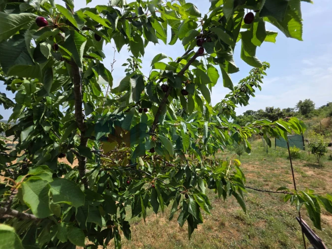 Terreno Misto para Venda em Vale Formoso e Aldeia do Souto Foto 59