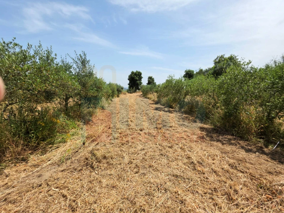 Terreno Misto para Venda em Vale Formoso e Aldeia do Souto Foto 39