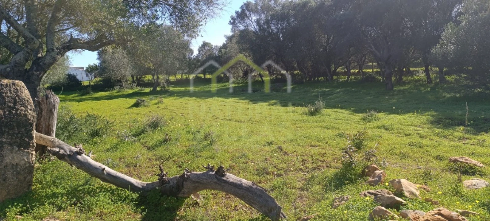 Terreno Agricola ou Rústico para Venda em Quelfes Foto 4
