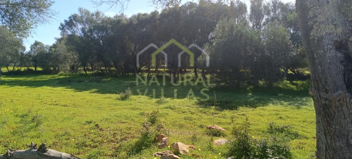 Terreno Agricola ou Rústico para Venda em Quelfes