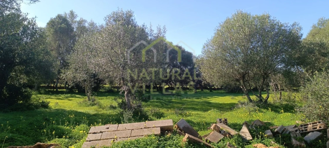 Terreno Agricola ou Rústico para Venda em Quelfes Foto 2