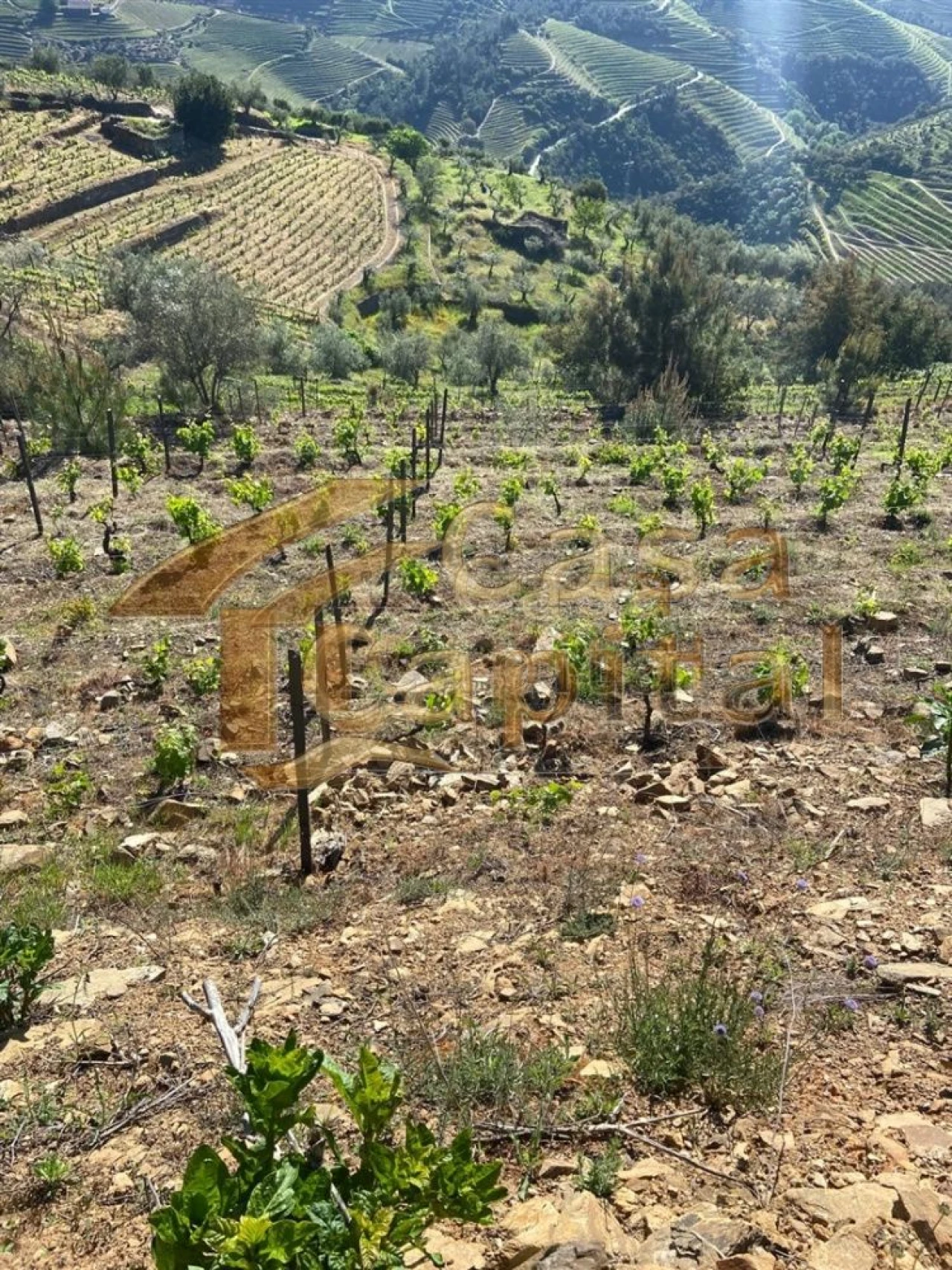 Quinta T0 para Venda em Sabrosa Foto 14