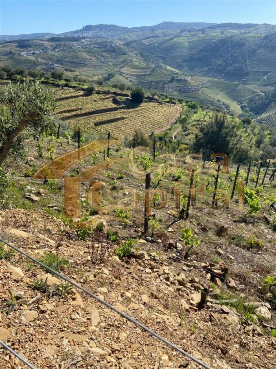 Quinta T0 para Venda em Sabrosa Foto 15