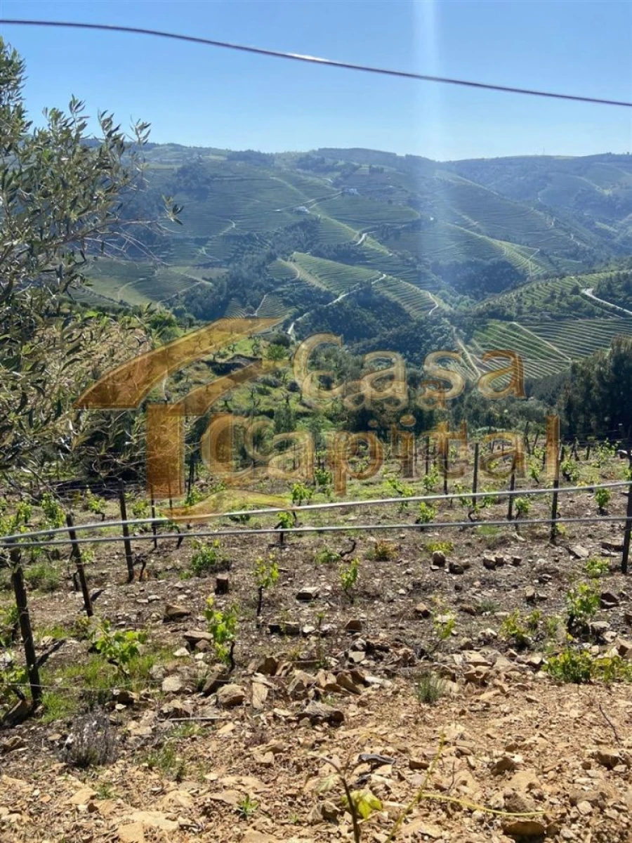 Quinta T0 para Venda em Sabrosa Foto 22