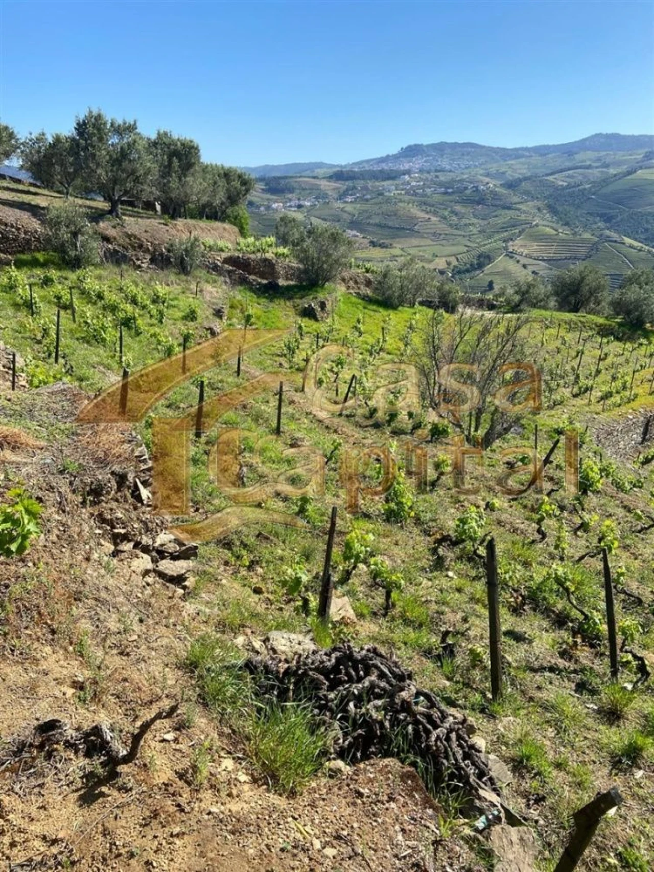 Quinta T0 para Venda em Sabrosa Foto 27