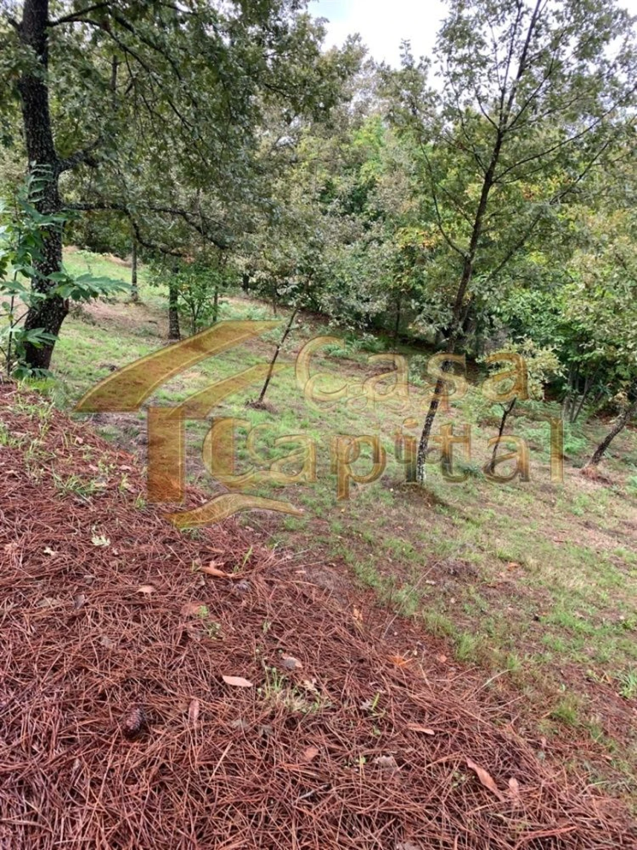 Terreno para Venda em São Tomé do Castelo e Justes Foto 1