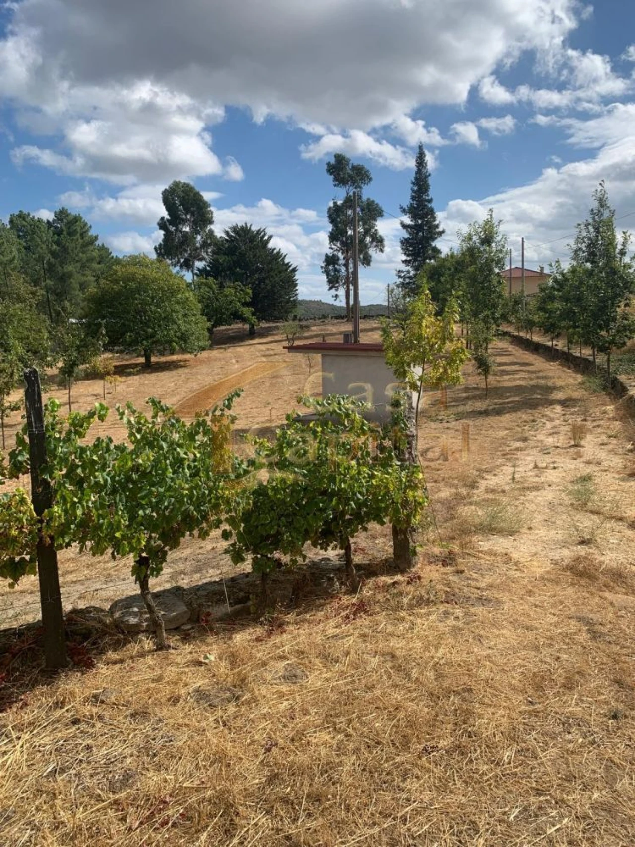 Terreno para Venda em São Tomé do Castelo e Justes Foto 1
