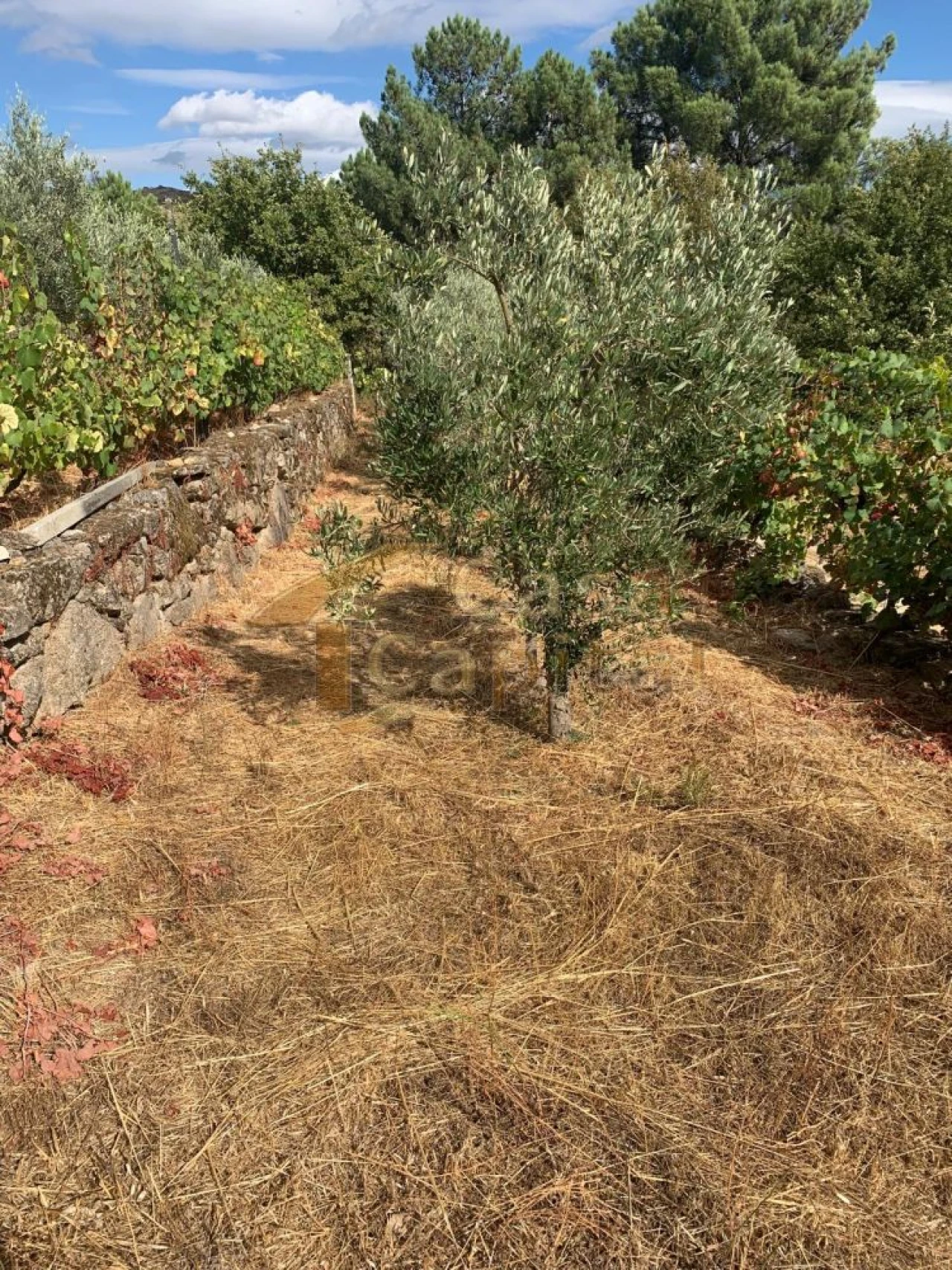 Terreno para Venda em São Tomé do Castelo e Justes Foto 4
