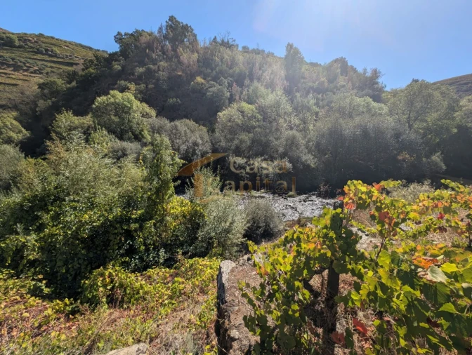 Quinta T0 para Venda em Alvações do Corgo Foto 11