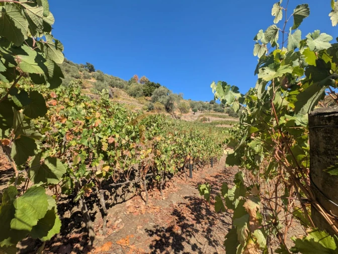 Quinta T0 para Venda em Alvações do Corgo Foto 19