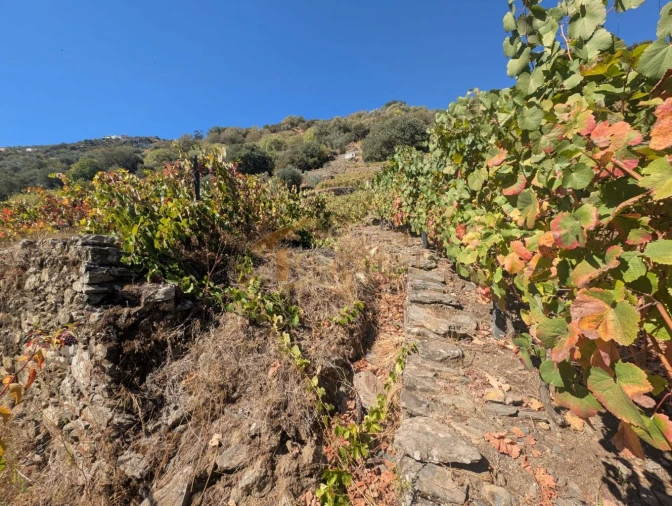 Quinta T0 para Venda em Alvações do Corgo Foto 6