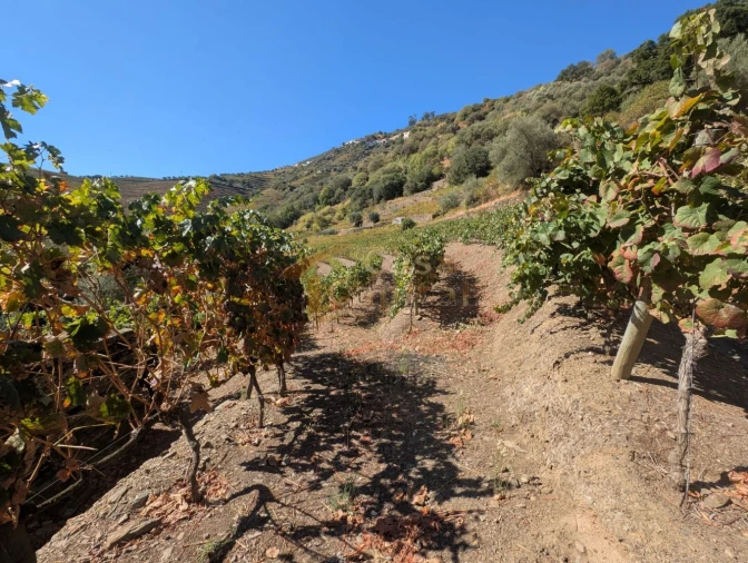 Quinta T0 para Venda em Alvações do Corgo Foto 15