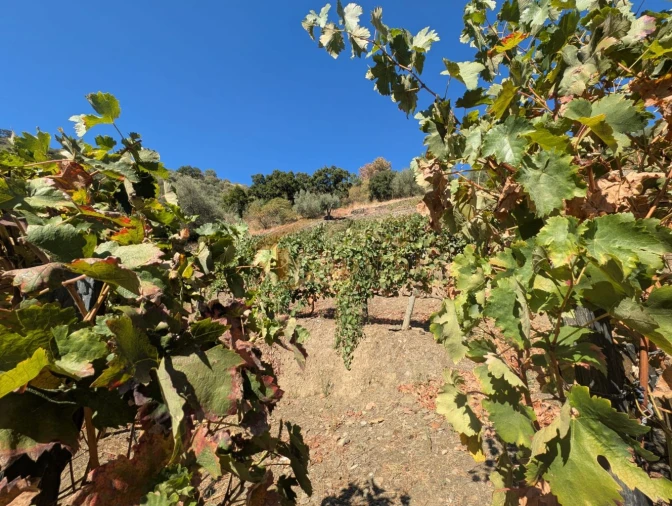 Quinta T0 para Venda em Alvações do Corgo Foto 13