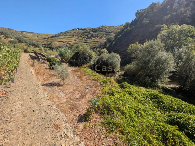 Quinta T0 para Venda em Alvações do Corgo Foto 17