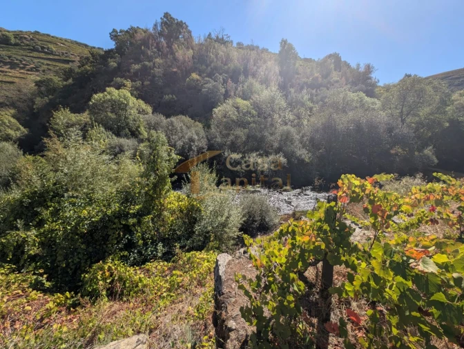 Quinta T0 para Venda em Alvações do Corgo Foto 16