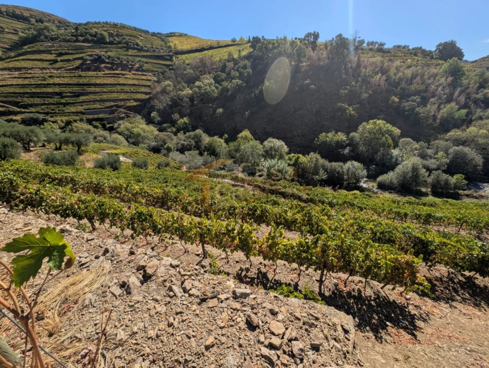 Quinta T0 para Venda em Alvações do Corgo Foto 20
