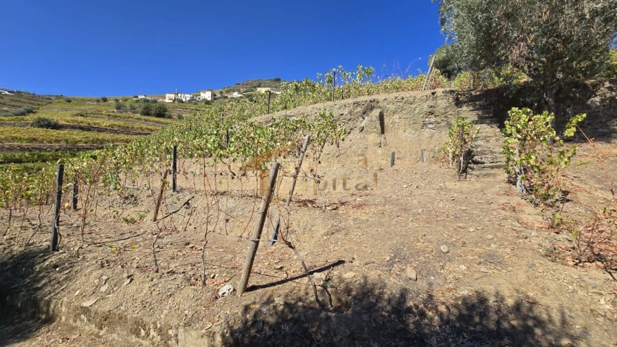 Quinta T0 para Venda em Lobrigos (São Miguel e São João Baptista) e Sanhoane Foto 2