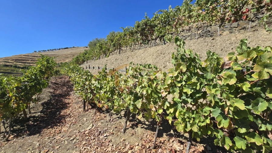 Quinta T0 para Venda em Lobrigos (São Miguel e São João Baptista) e Sanhoane Foto 21