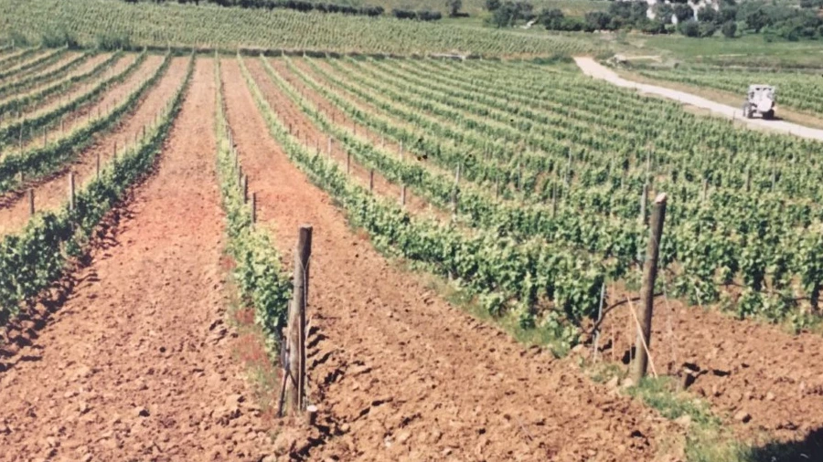 Quinta para Venda em Redondo