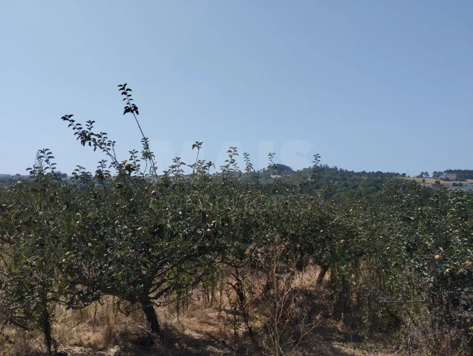 Terreno para Venda em Usseira Foto 2